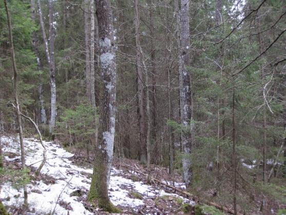 Kriterium 14 39 Naturvårdsträd och död stamved lämnas orörda i skogsbruket Som naturvårdsträd kvarlämnas - boträd för rovfåglar - grova enar - gamla träd med brandlyror - grova trädindivider från den