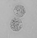 Många nya resistensgener behövs för att hålla jämna steg med evolutionen i patogenen