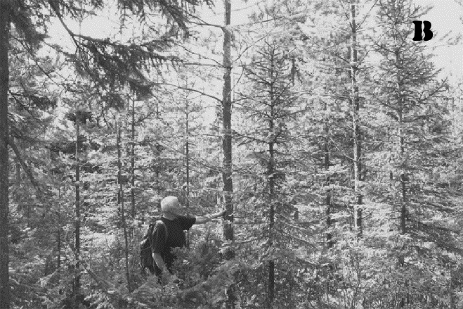 förhållanden. Ett bra sätt att bedöma detta vore att utgå från ett statligt krav på grundyta och poäng. Ett sådant system föreslås i kapitel Nya anvisningar till skogsvårdslagen.