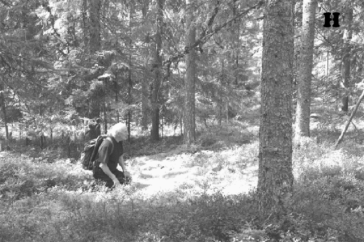 Figur 11.16. Mannen sitter mitt i en 5 m bred väg som kalhöggs för att möjliggöra uttransport av virke.