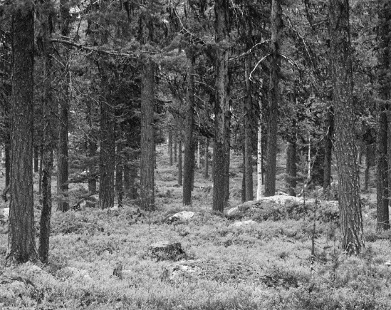 Figur 13.07. Den höggallrade ytan (H). Återväxten kommer inte alltid i luckor. Figur 13.08. Den ogallrade ytan (O). Träden står så tätt att den naturliga föryngringen inte kan utvecklas. Figur 13.09.