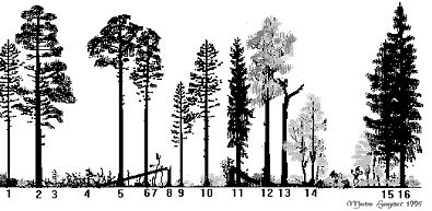 Teoretiskt exempel på val i en trädgrupp med två träd För att tydliggöra det ekonomiska resonemanget ges följande exempel. Den som väljer träd arbetar i skogen som ritats i figur 13.25. Figur 13.