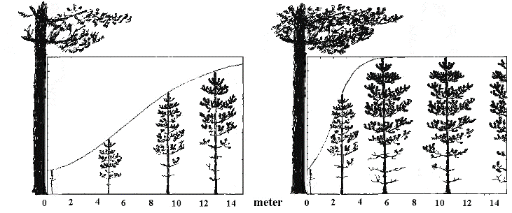 kustland tycktes 9-19 m2 grundyta i överbeståndet av tall resultera i frihetstal på önskvärd nivå för små tallar (Hagner och Lundgren 2002).