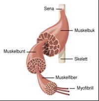 Musklernas uppbyggnad muskel innehåller ett antal