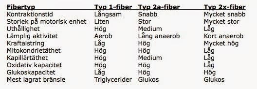 Fördelningen av muskeltyp varierar