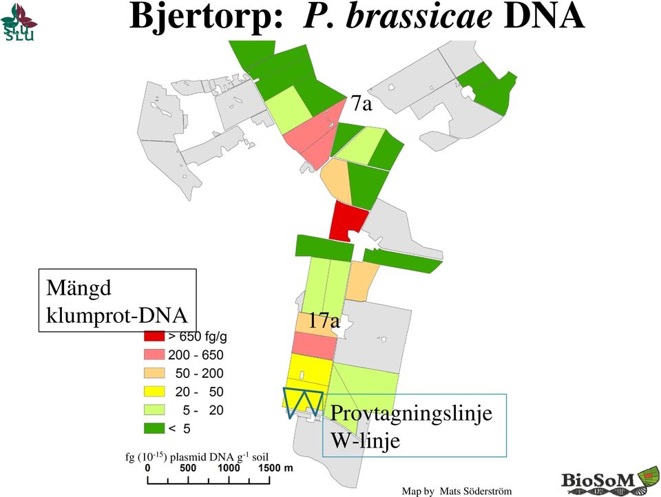 klumprot-dna 17a fg (10-15 )