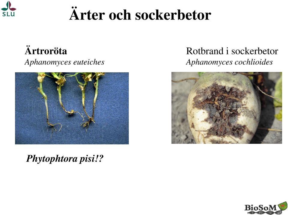 euteiches Rotbrand i