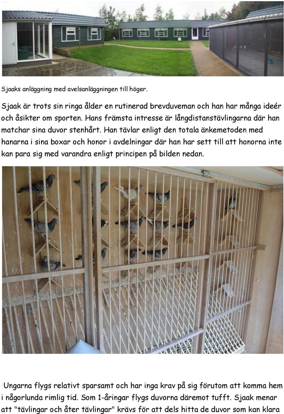 Han tävlar enligt den totala änkemetoden med hanarna i sina boxar och honor i avdelningar där han har sett till att honorna inte kan para sig med varandra enligt