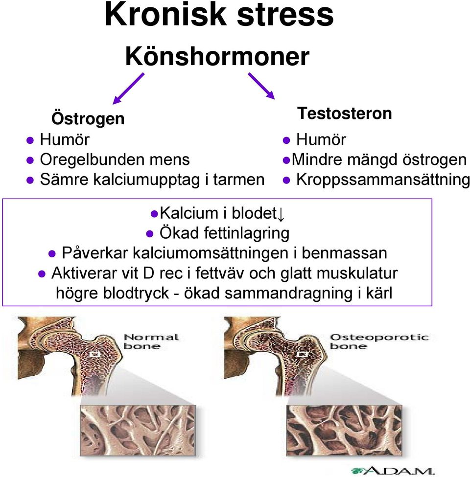 blodet Ökad fettinlagring Påverkar kalciumomsättningen i benmassan Aktiverar vit