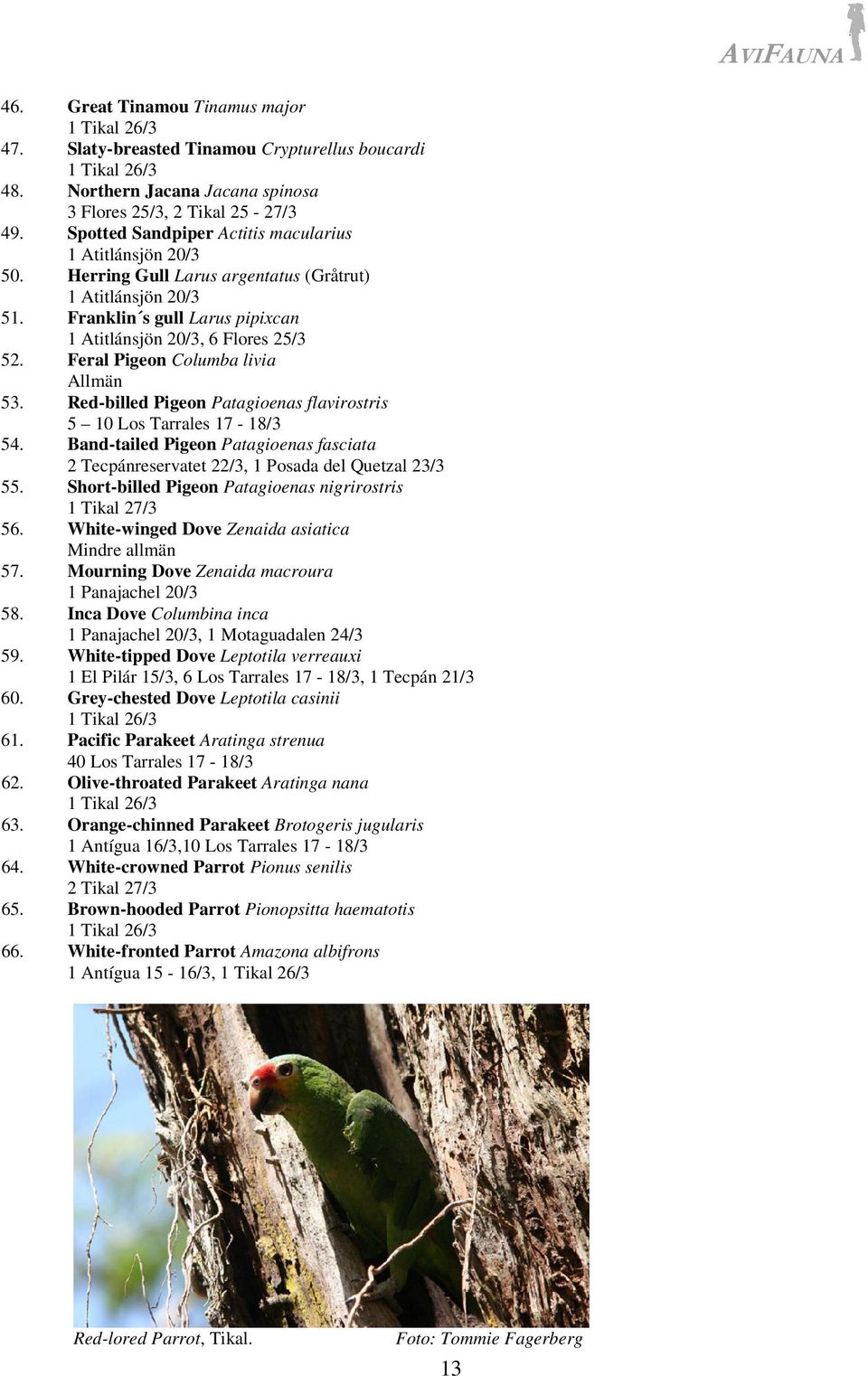 Feral Pigeon Columba livia Allmän 53. Red-billed Pigeon Patagioenas flavirostris 5 10 Los Tarrales 17-18/3 54.