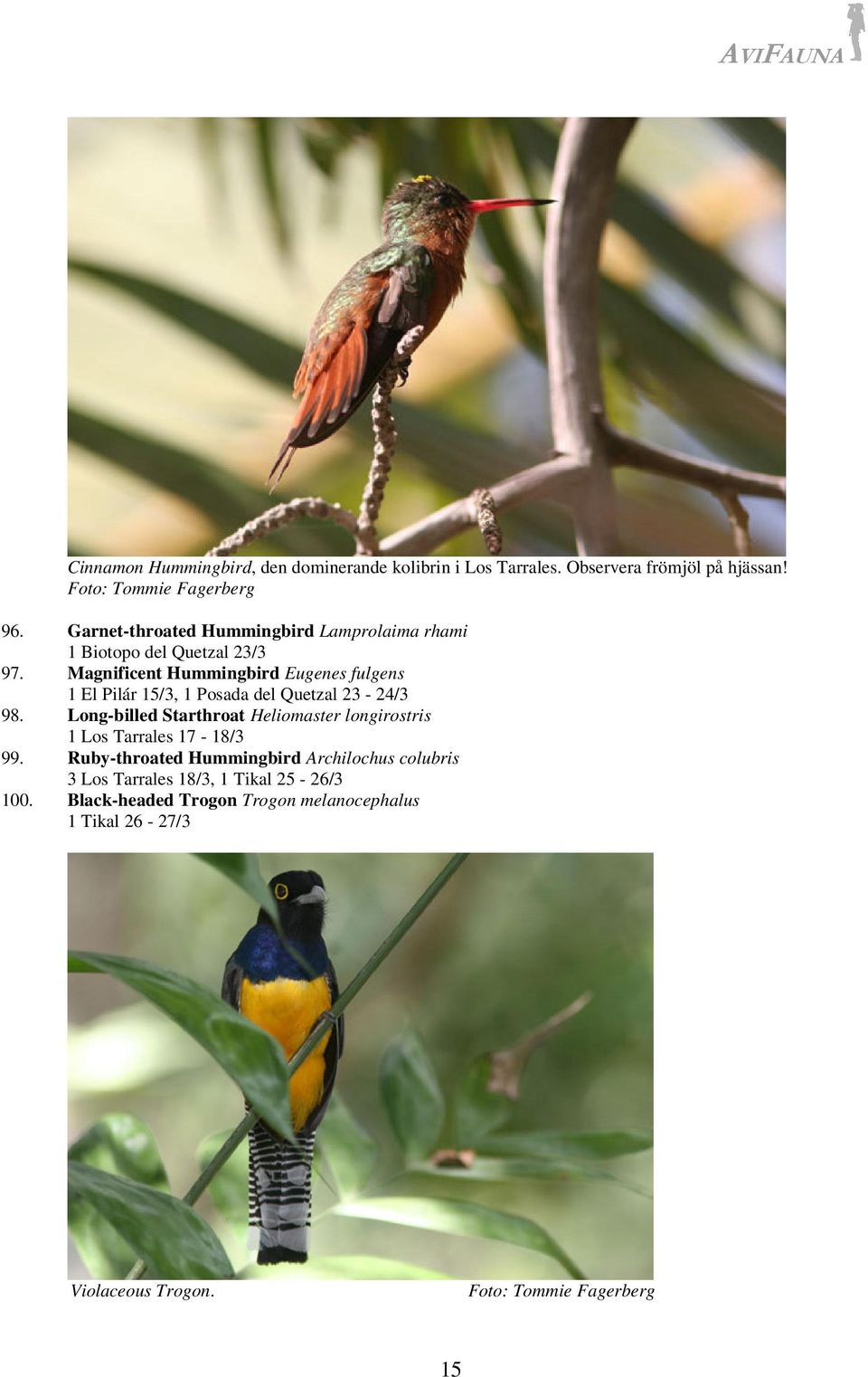 Magnificent Hummingbird Eugenes fulgens 1 El Pilár 15/3, 1 Posada del Quetzal 23-24/3 98.