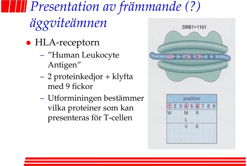 Antigen 2 proteinkedjor + klyfta med 9 fickor