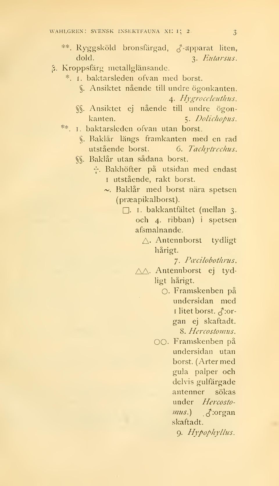 . Baklår längs framkanten med en rad utstående borst. 6. TacJiytrechus.. Baklår utan sådana borst. 7. Bakhöfter pä utsidan med endast I utstående, rakt borst. ~.