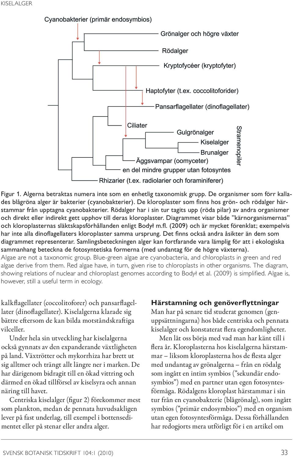 Rödalger har i sin tur tagits upp (röda pilar) av andra organismer och direkt eller indirekt gett upphov till deras kloroplaster.