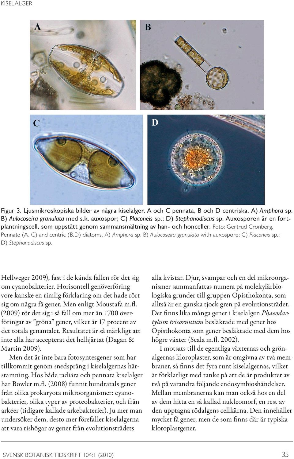 B) Aulocoseira granulata with auxospore; C) Placoneis sp.; D) Stephanodiscus sp. Hellweger 2009), fast i de kända fallen rör det sig om cyanobakterier.