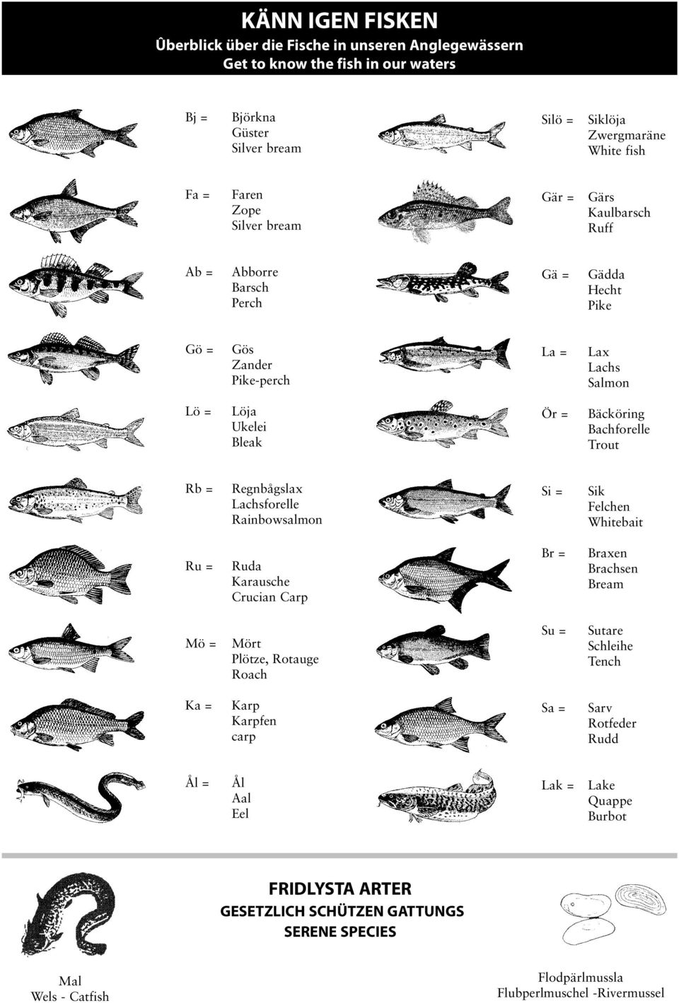 = Regnbågslax Lachsforelle Rainbowsalmon Si = Sik Felchen Whitebait Ru = Ruda Karausche Crucian Carp Br = Braxen Brachsen Bream Mö = Mört Plötze, Rotauge Roach Su = Sutare Schleihe Tench Ka =