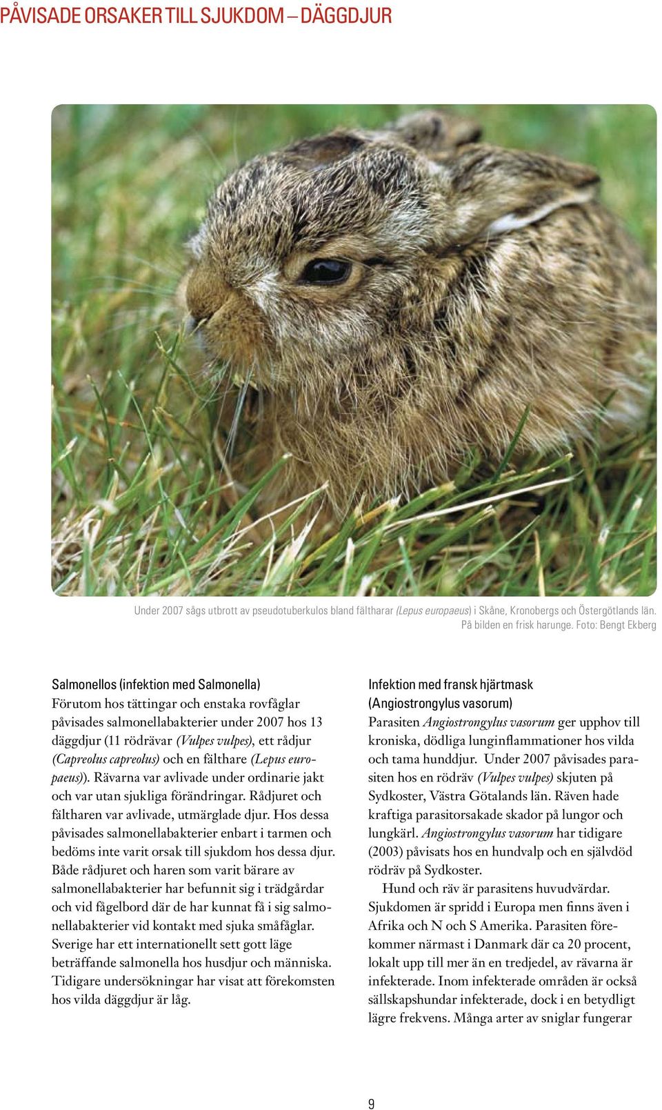 (Capreolus capreolus) och en fälthare (Lepus europaeus)). Rävarna var avlivade under ordinarie jakt och var utan sjukliga förändringar. Rådjuret och fältharen var avlivade, utmärglade djur.