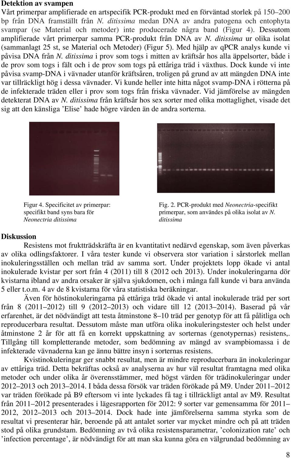 ditissima ur olika isolat (sammanlagt 25 st, se Material och Metoder) (Figur 5). Med hjälp av qpcr analys kunde vi påvisa DNA från N.