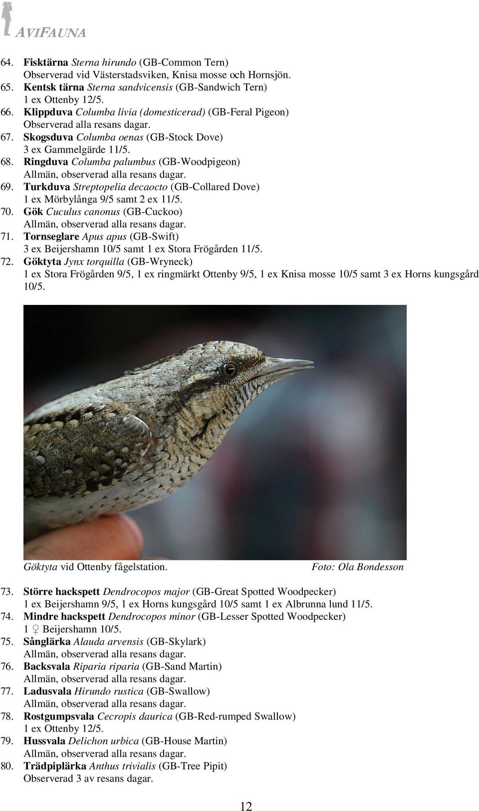 Turkduva Streptopelia decaocto (GB-Collared Dove) 1 ex Mörbylånga 9/5 samt 2 ex 11/5. 70. Gök Cuculus canonus (GB-Cuckoo) 71.