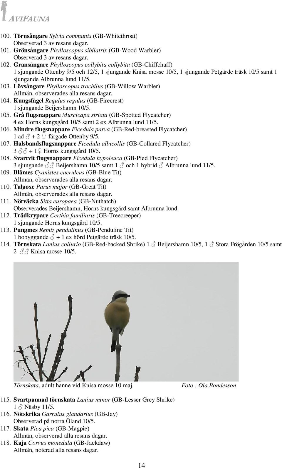Lövsångare Phylloscopus trochilus (GB-Willow Warbler) Allmän, observerades alla resans dagar. 104. Kungsfågel Regulus regulus (GB-Firecrest) 1 sjungande Beijershamn 10/5. 105.