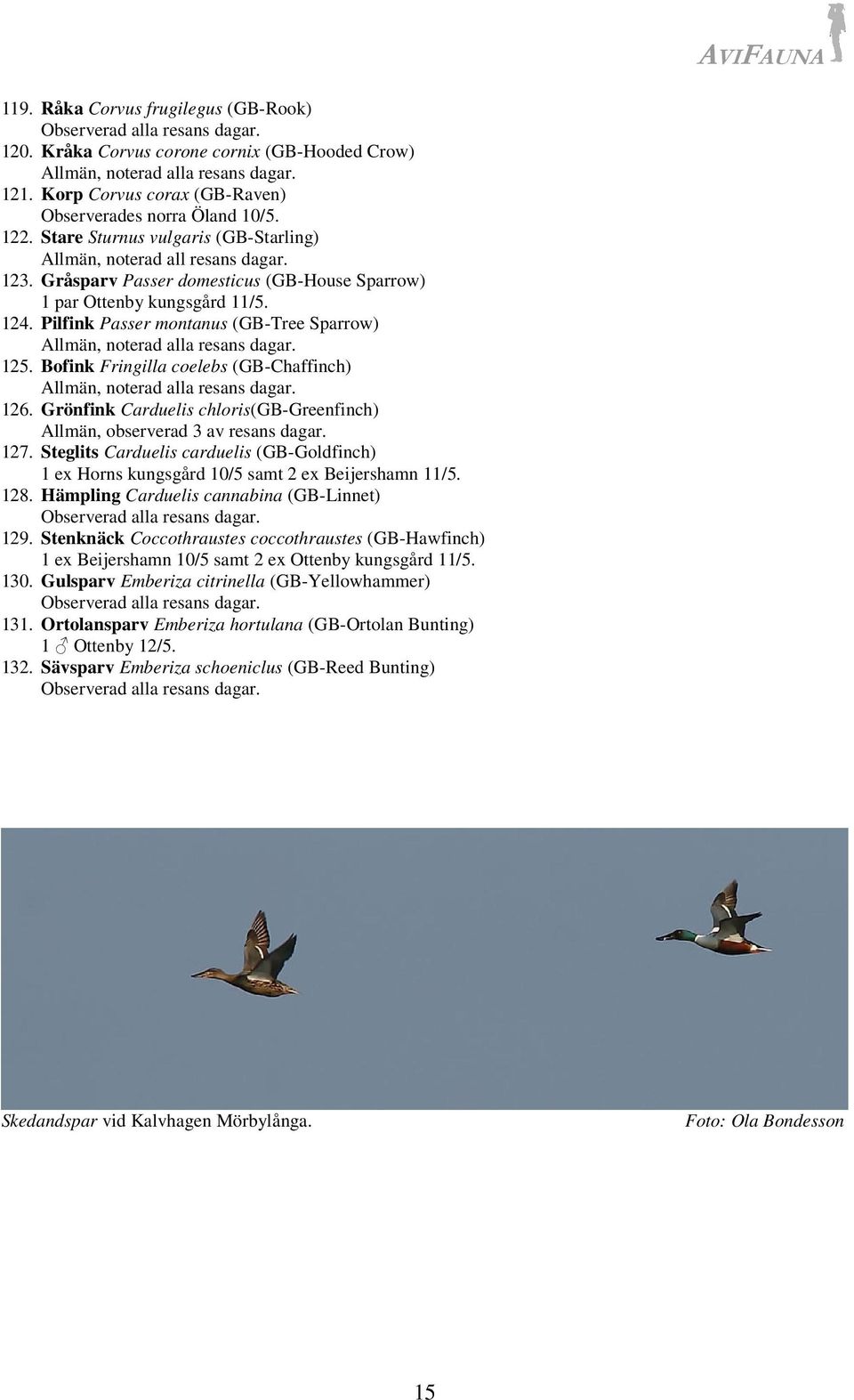 Pilfink Passer montanus (GB-Tree Sparrow) Allmän, noterad alla resans dagar. 125. Bofink Fringilla coelebs (GB-Chaffinch) Allmän, noterad alla resans dagar. 126.