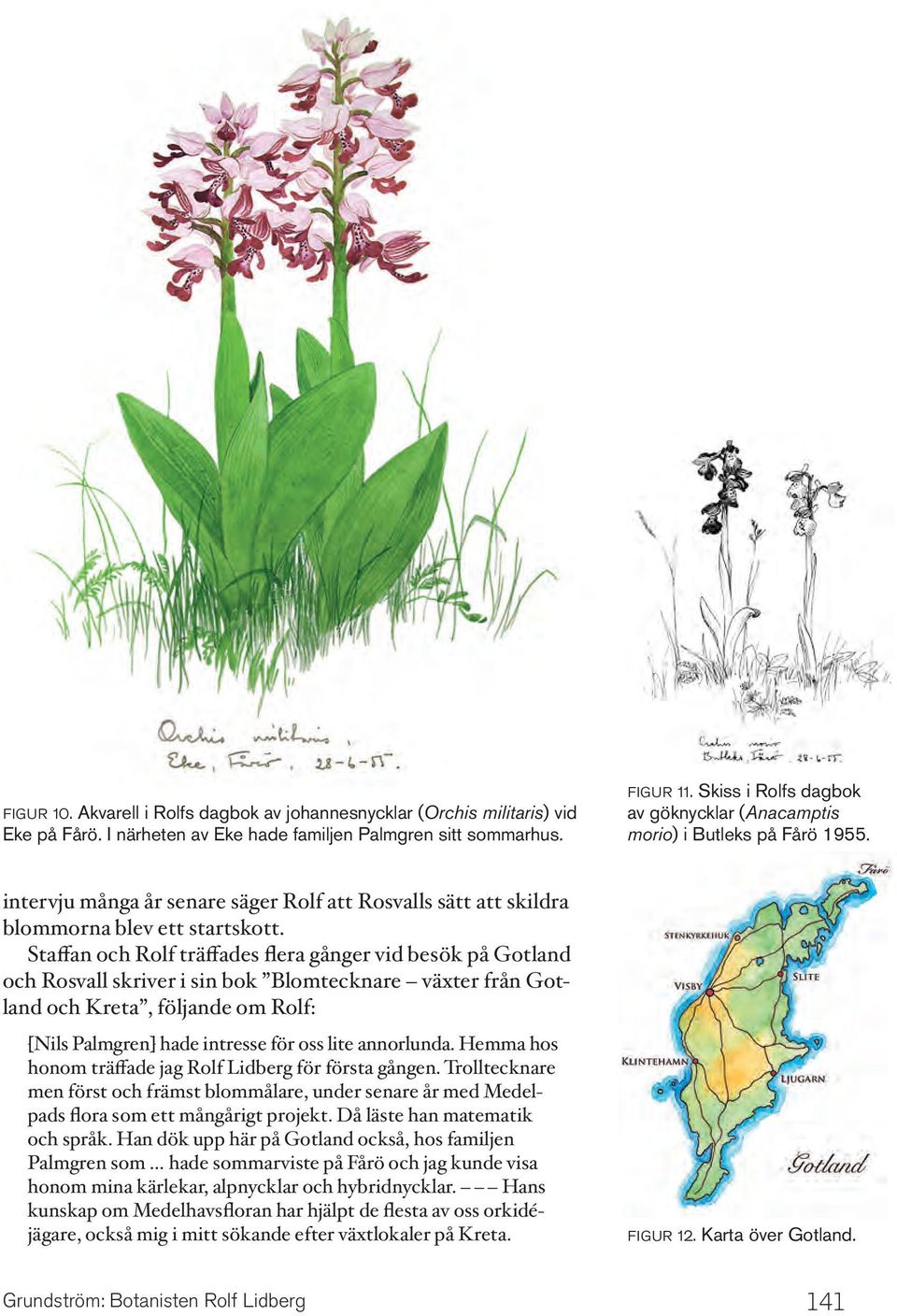 Staffan och Rolf träffades flera gånger vid besök på Gotland och Rosvall skriver i sin bok Blomtecknare växter från Gotland och Kreta, följande om Rolf: [Nils Palmgren] hade intresse för oss lite