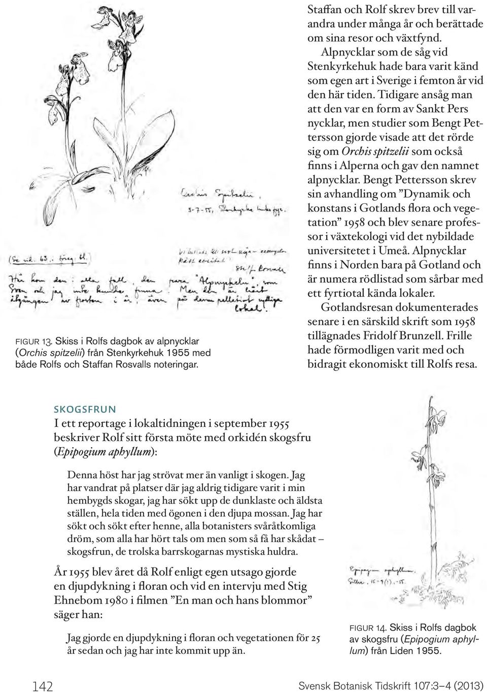 Alpnycklar som de såg vid Stenkyrkehuk hade bara varit känd som egen art i Sverige i femton år vid den här tiden.