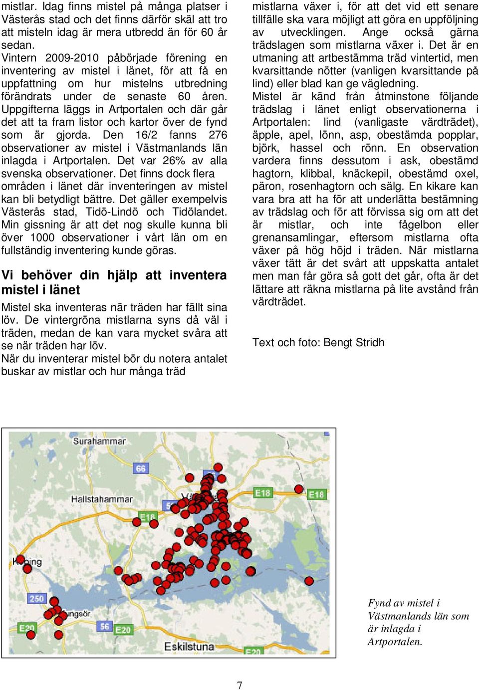 Uppgifterna läggs in Artportalen och där går det att ta fram listor och kartor över de fynd som är gjorda. Den 16/2 fanns 276 observationer av mistel i Västmanlands län inlagda i Artportalen.