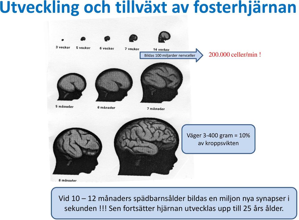 Väger 3-400 gram = 10% av kroppsvikten Vid 10 12 månaders