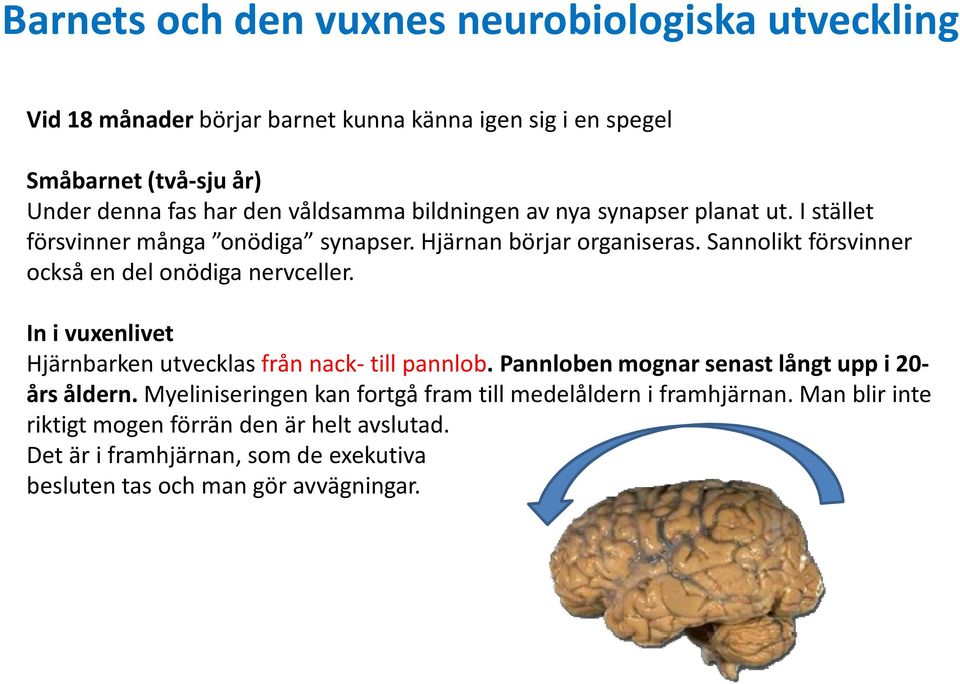 Sannolikt försvinner också en del onödiga nervceller. In i vuxenlivet Hjärnbarken utvecklas från nack- till pannlob.