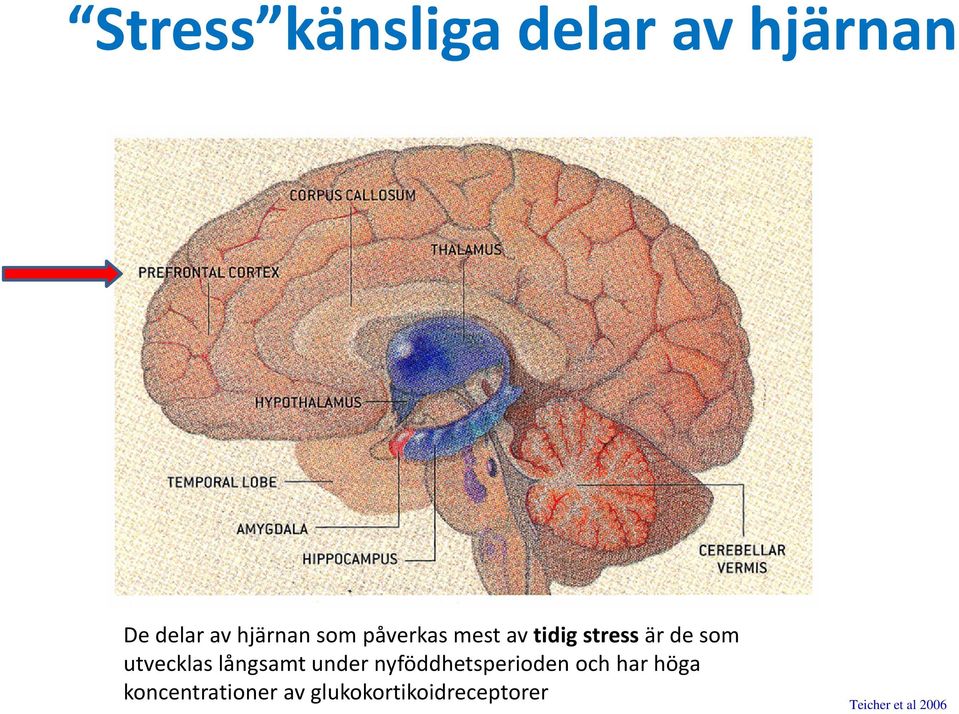 långsamt under nyföddhetsperioden och har höga