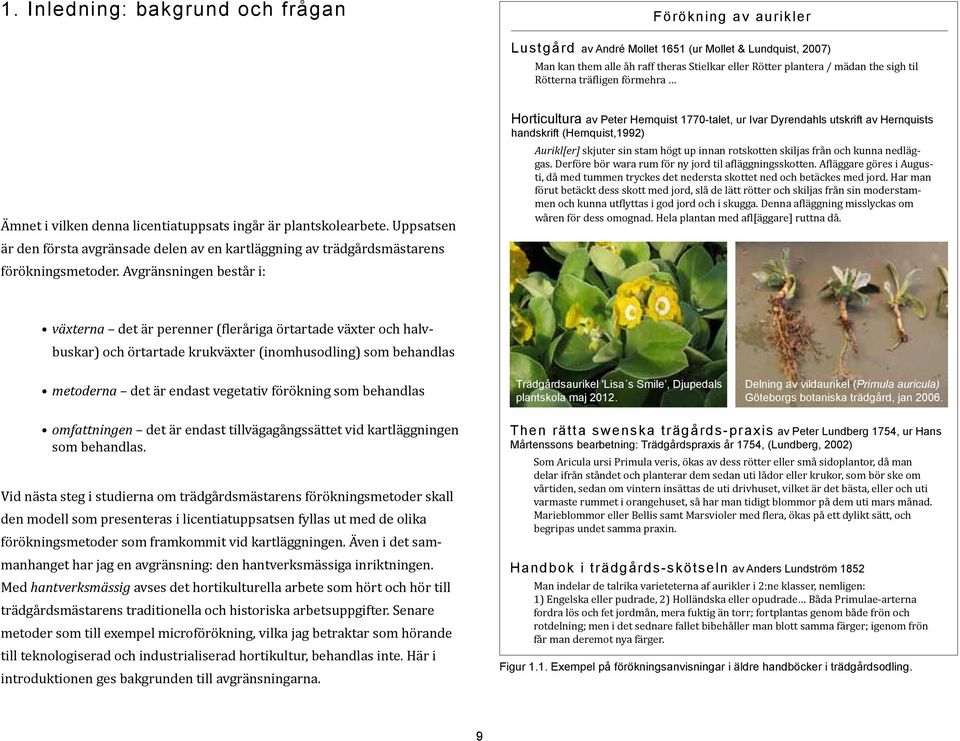 Avgränsningen består i: Horticultura av Peter Hernquist 1770-talet, ur Ivar Dyrendahls utskrift av Hernquists handskrift (Hernquist,1992) Aurikl[er] skjuter sin stam högt up innan rotskotten skiljas