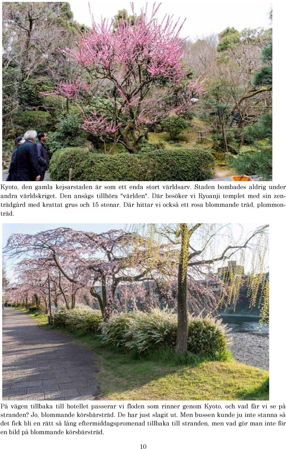 På vägen tillbaka till hotellet passerar vi floden som rinner genom Kyoto, och vad får vi se på stranden? Jo, blommande körsbärsträd.