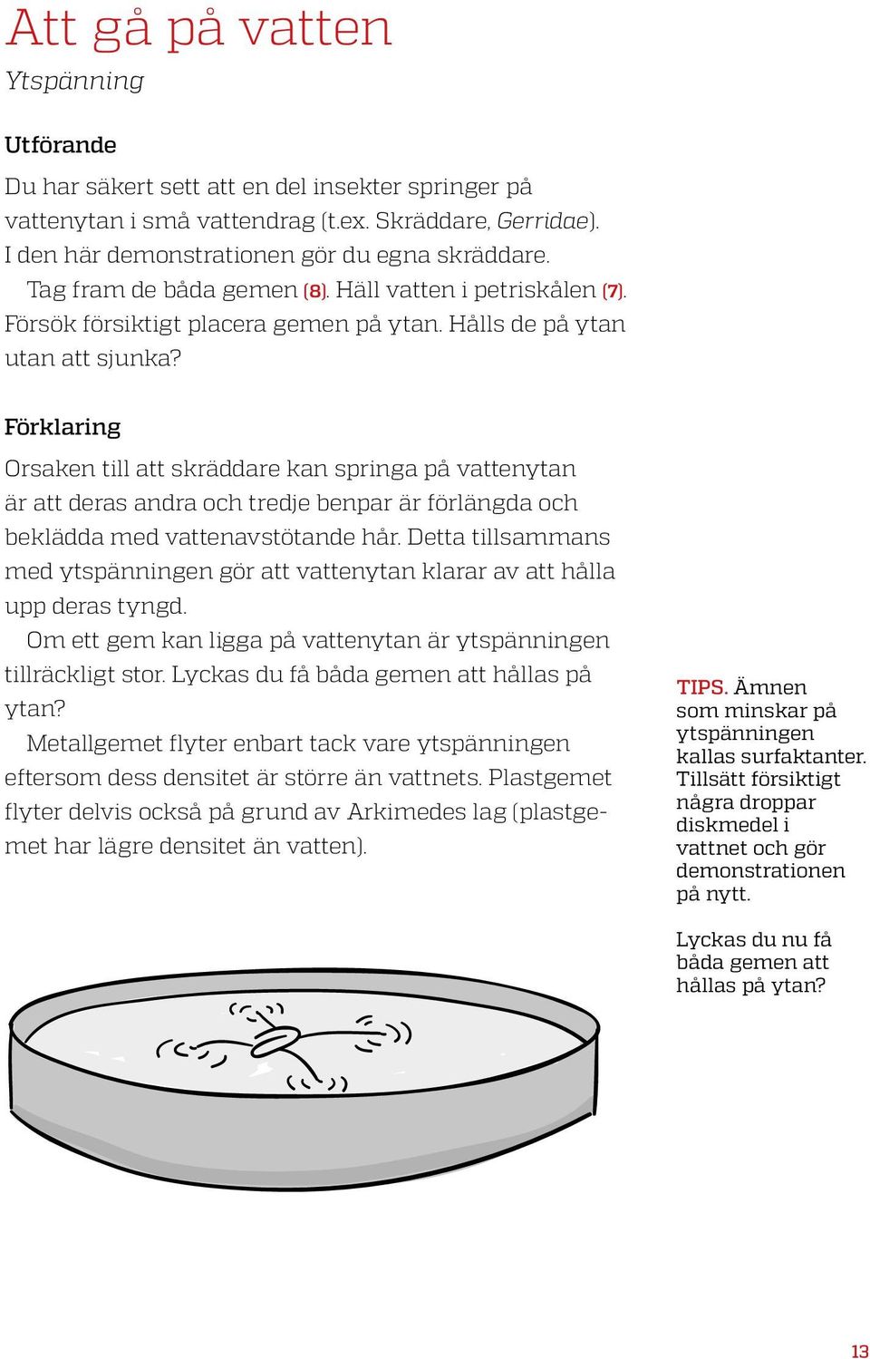 Orsaken till att skräddare kan springa på vattenytan är att deras andra och tredje benpar är förlängda och beklädda med vattenavstötande hår.