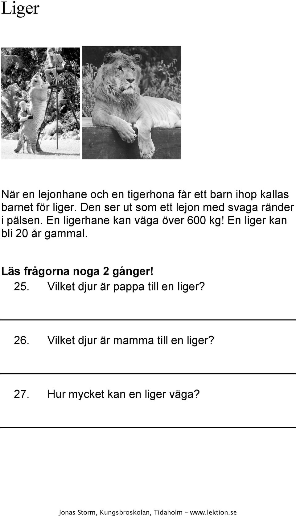 En ligerhane kan väga över 600 kg! En liger kan bli 20 år gammal. 25.