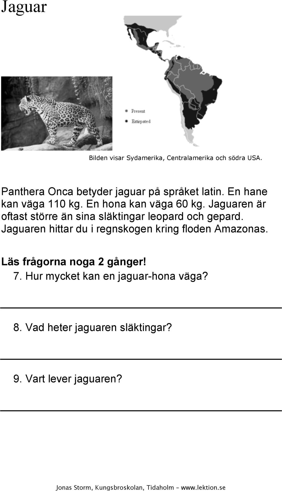 En hona kan väga 60 kg. Jaguaren är oftast större än sina släktingar leopard och gepard.