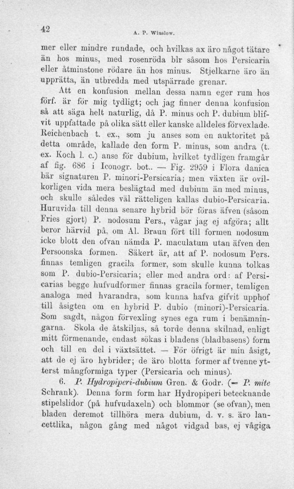 minus och P. dubium blifvit uppfattade på olika sätt eller kanske alldeles förvexlade. Keichenbach t. ex., som ju anses som en auktoritet på detta område, kallade den form P. minus, som andra (t. ex. Koch 1.