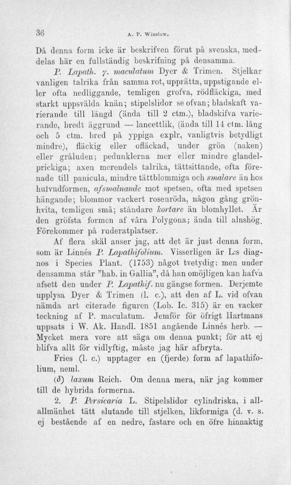 (ända till 2 ctm.), bladskifva varierande, bredt äggrund lancettlik, (ända till 11 ctm. lång och 5 ctm.