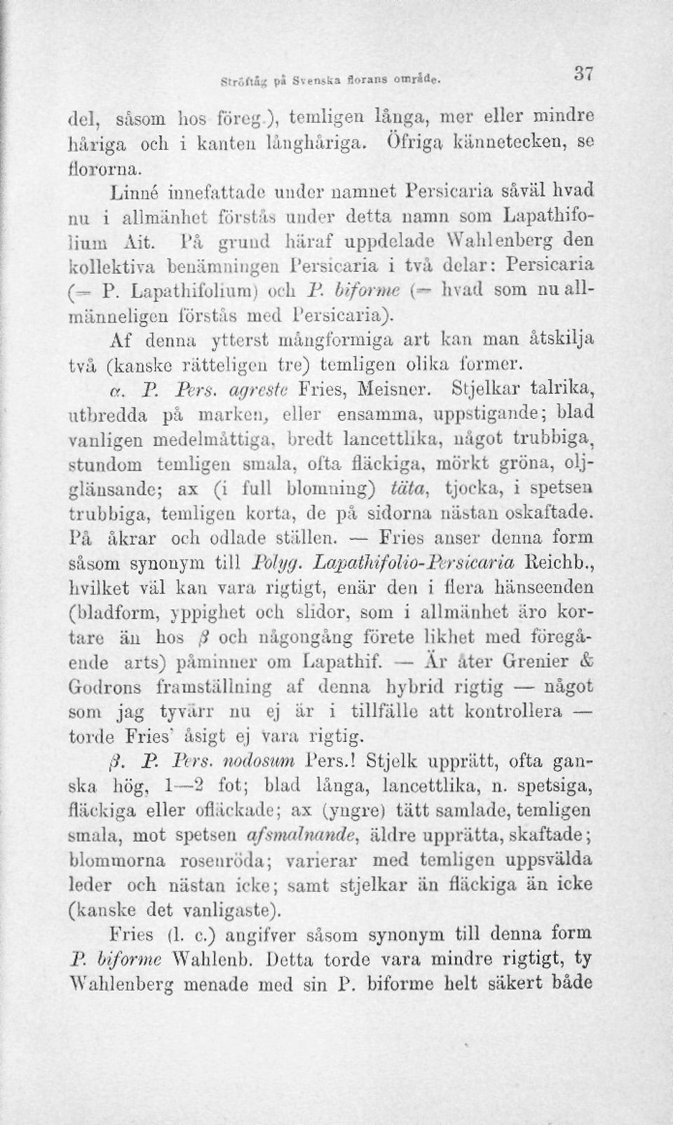 På grund häraf uppdelade Wahlenberg den kollektiva benämningen Persicaria i två delar: Persicaria (=- P. Lapathifohum) och P biforme (=- hvad som nuallmänneligen förstås med Persicaria).
