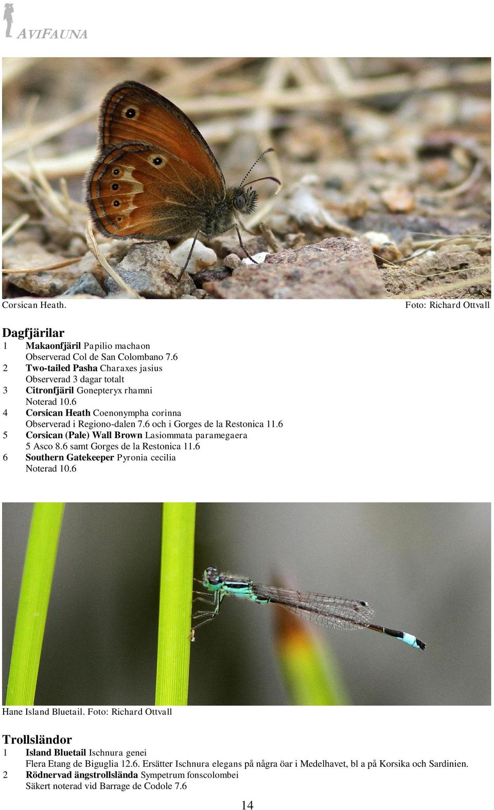 6 och i Gorges de la Restonica 11.6 5 Corsican (Pale) Wall Brown Lasiommata paramegaera 5 Asco 8.6 samt Gorges de la Restonica 11.6 6 Southern Gatekeeper Pyronia cecilia Noterad 10.