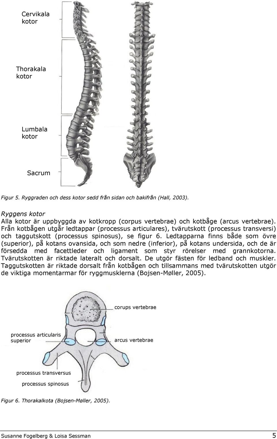 Från kotbågen utgår ledtappar (processus articulares), tvärutskott (processus transversi) och taggutskott (processus spinosus), se figur 6.