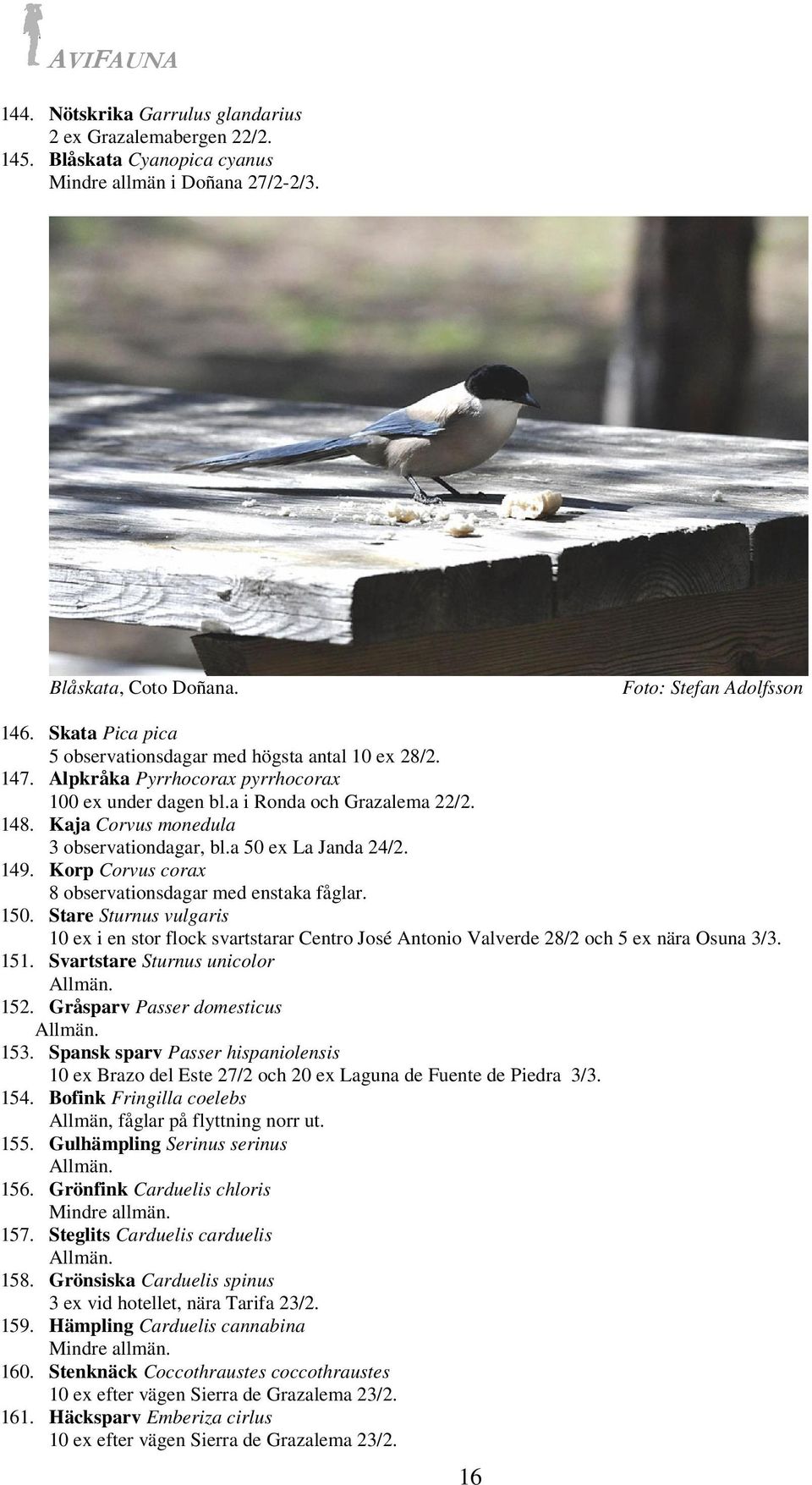 Kaja Corvus monedula 3 observationdagar, bl.a 50 ex La Janda 24/2. 149. Korp Corvus corax 8 observationsdagar med enstaka fåglar. 150.