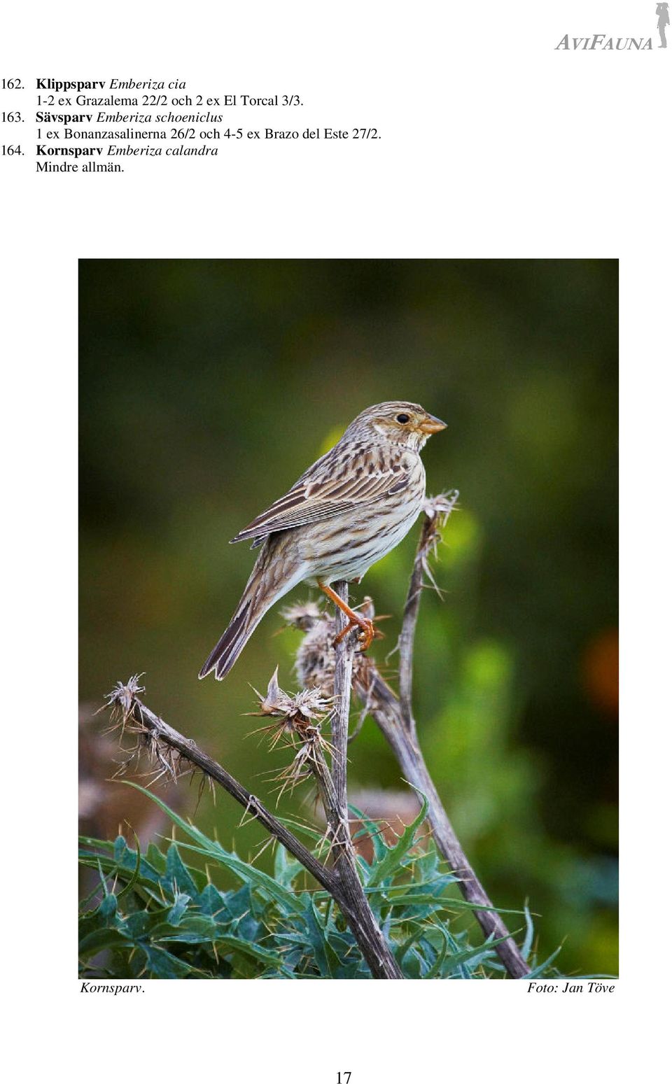 Sävsparv Emberiza schoeniclus 1 ex Bonanzasalinerna 26/2 och