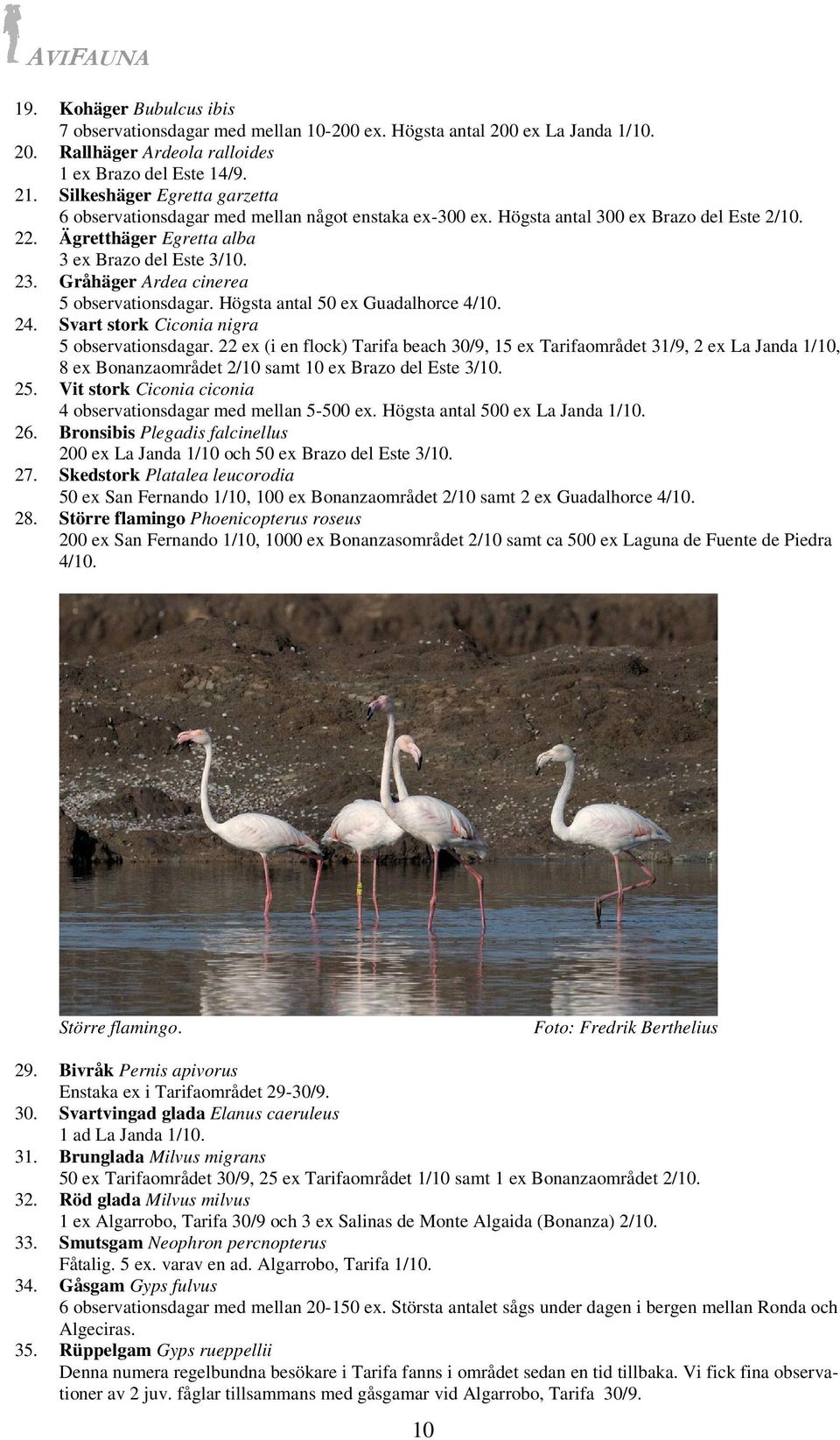 Gråhäger Ardea cinerea 5 observationsdagar. Högsta antal 50 ex Guadalhorce 4/10. 24. Svart stork Ciconia nigra 5 observationsdagar.
