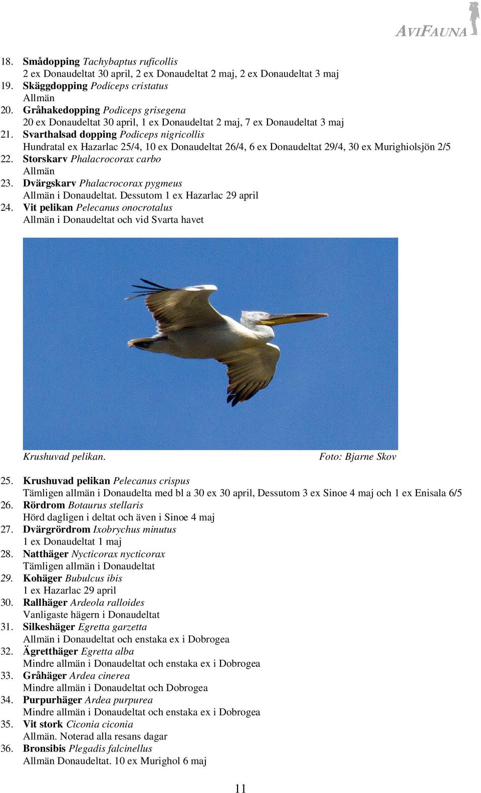 Svarthalsad dopping Podiceps nigricollis Hundratal ex Hazarlac 25/4, 10 ex Donaudeltat 26/4, 6 ex Donaudeltat 29/4, 30 ex Murighiolsjön 2/5 22. Storskarv Phalacrocorax carbo 23.