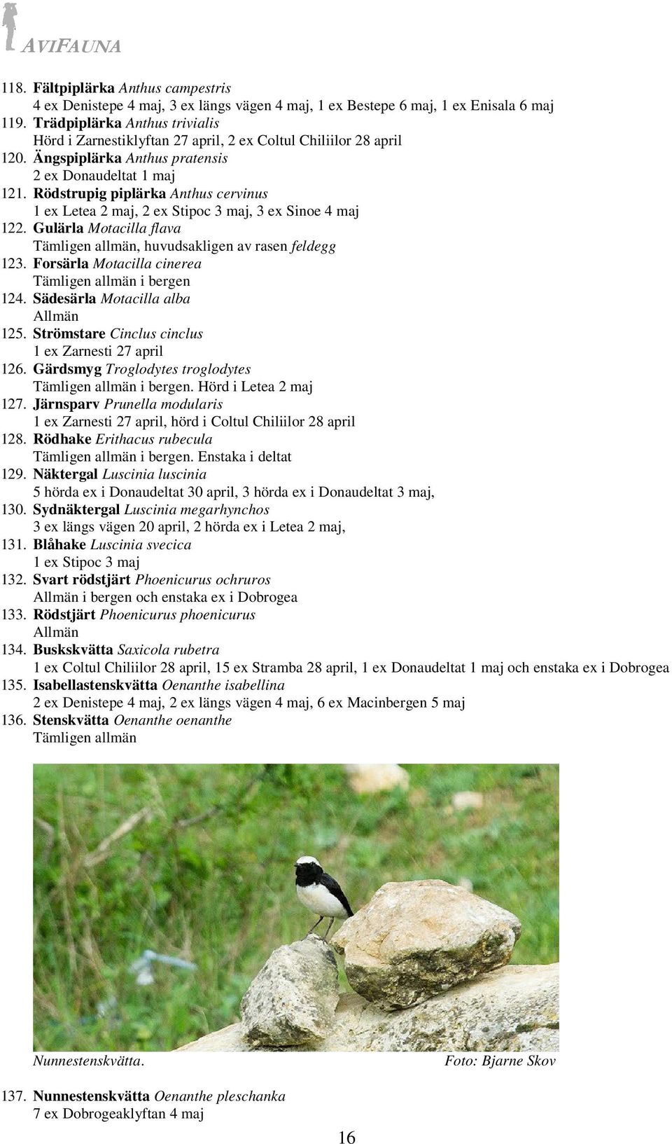 Rödstrupig piplärka Anthus cervinus 1 ex Letea 2 maj, 2 ex Stipoc 3 maj, 3 ex Sinoe 4 maj 122. Gulärla Motacilla flava, huvudsakligen av rasen feldegg 123. Forsärla Motacilla cinerea i bergen 124.