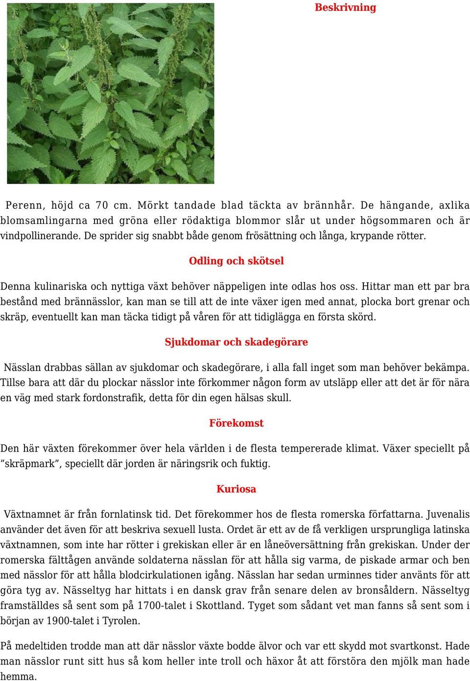 Hittar man ett par bra bestånd med brännässlor, kan man se till att de inte växer igen med annat, plocka bort grenar och skräp, eventuellt kan man täcka tidigt på våren för att tidiglägga en första