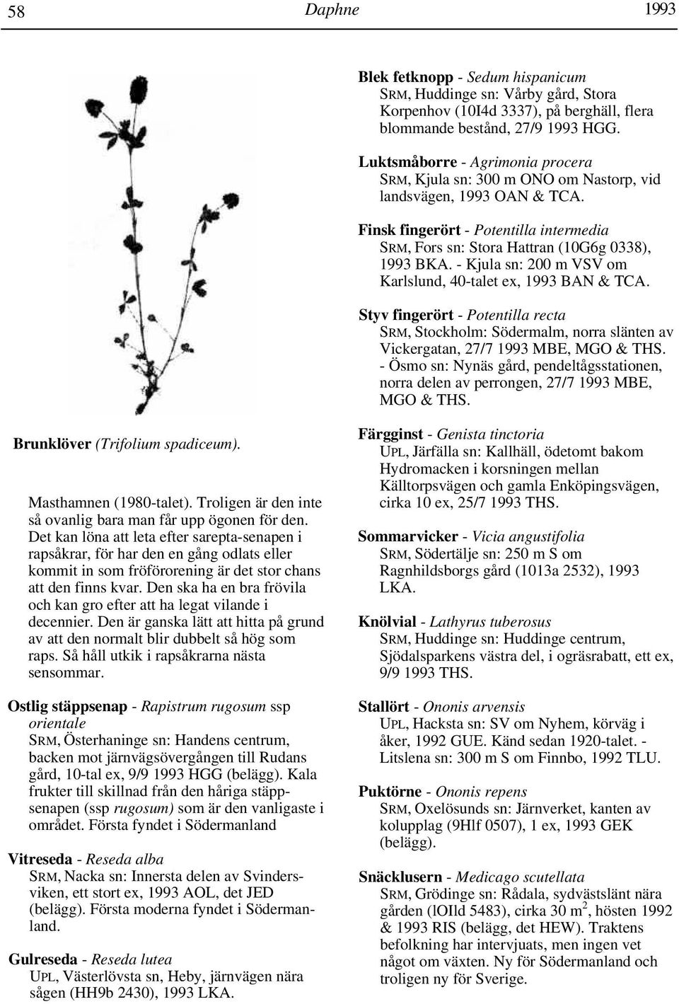 - Kjula sn: 200 m VSV om Karlslund, 40-talet ex, 1993 BAN & TCA. Styv fingerört - Potentilla recta SRM, Stockholm: Södermalm, norra slänten av Vickergatan, 27/7 1993 MBE, MGO & THS.