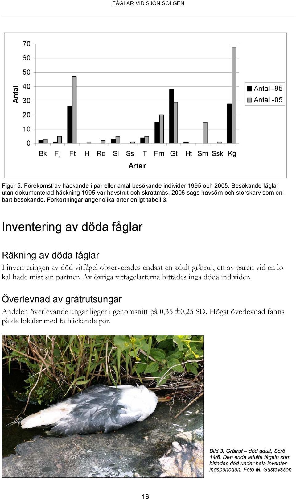 Inventering av döda fåglar Räkning av döda fåglar I inventeringen av död vitfågel observerades endast en adult gråtrut, ett av paren vid en lokal hade mist sin partner.