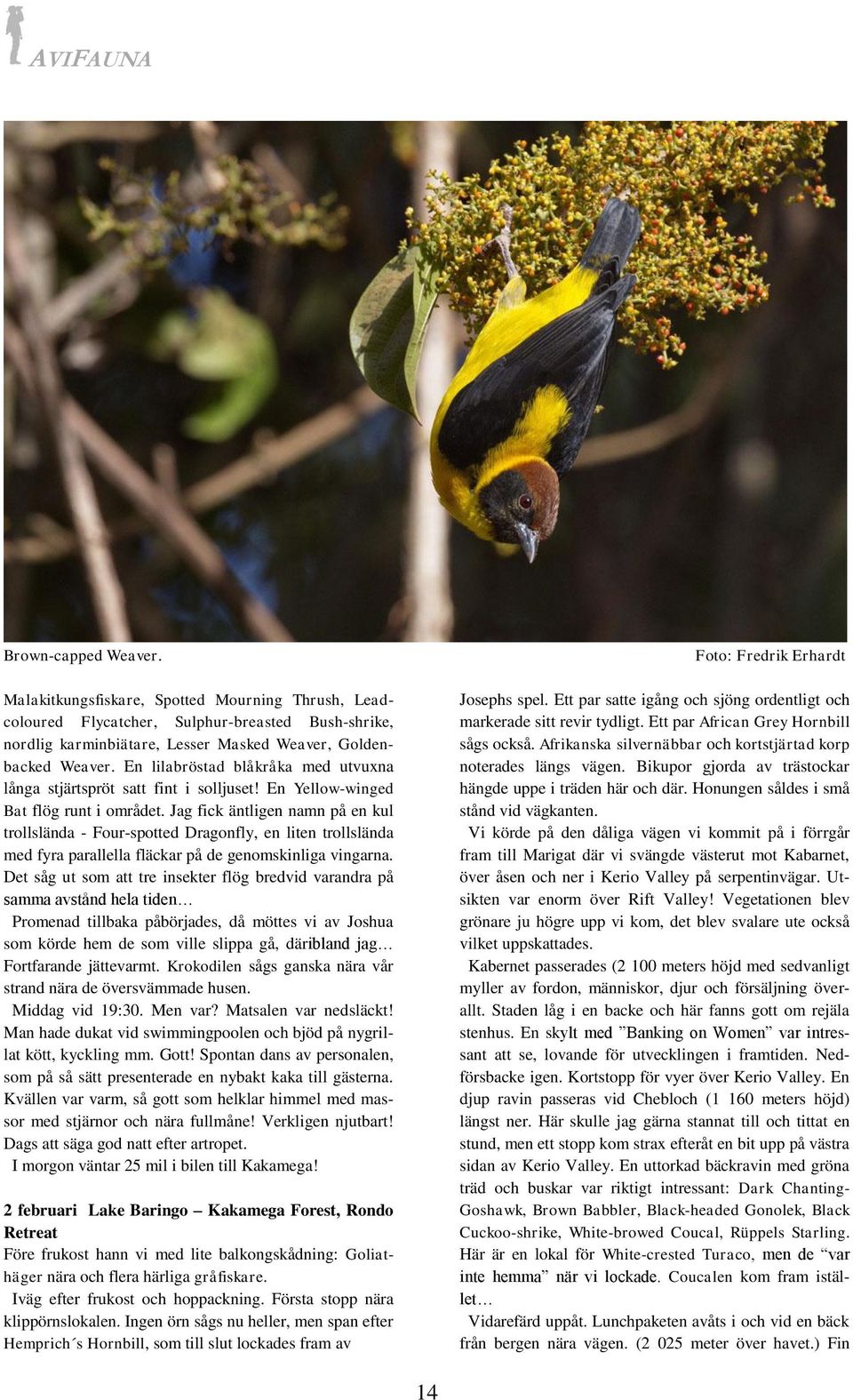 Jag fick äntligen namn på en kul trollslända - Four-spotted Dragonfly, en liten trollslända med fyra parallella fläckar på de genomskinliga vingarna.